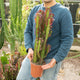 Simegarden Euphorbia trigona rubra