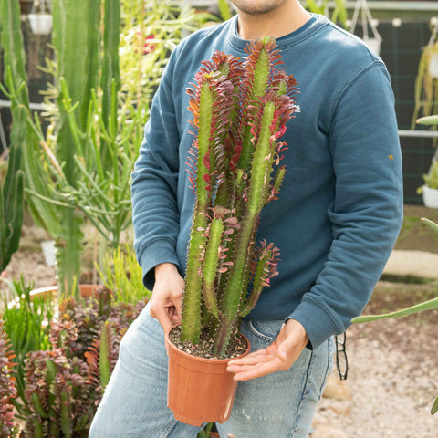 Simegarden Euphorbia trigona rubra