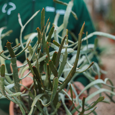 Simegarden Euphorbia xylophylloides 24 cm - XXL