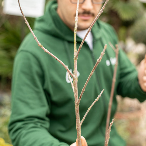 Simegarden Evodia Tetradium daniellii