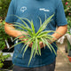 Simegarden Falangio 12 cm