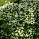 Simegarden Falso gelsomino