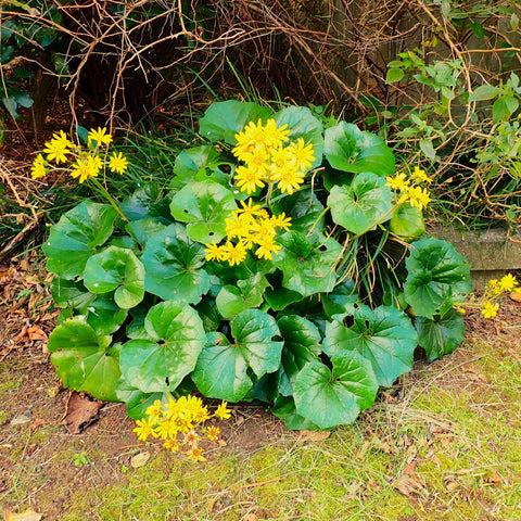 Simegarden Farfugium japonicum var. giganteum 24 cm