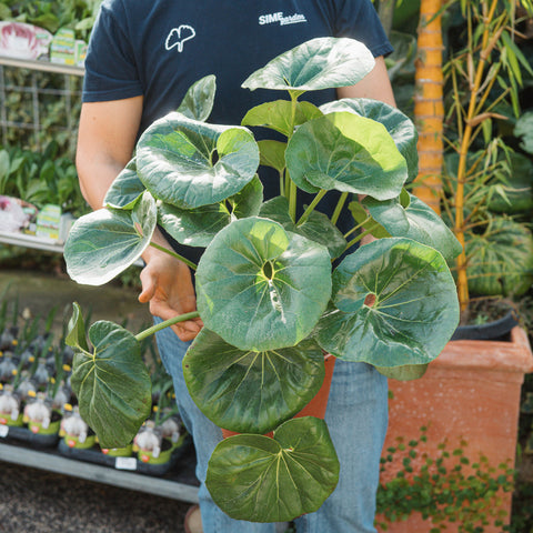 Simegarden Farfugium japonicum var. giganteum 24 cm