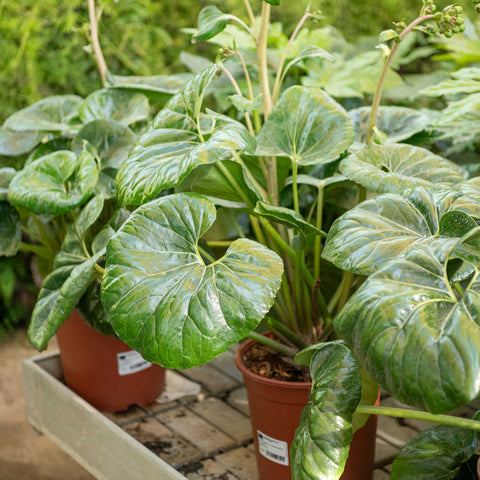 Simegarden Farfugium japonicum var. giganteum 24 cm