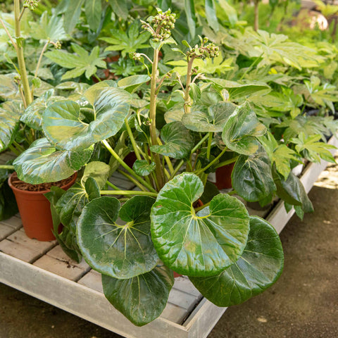 Simegarden Farfugium japonicum var. giganteum 24 cm