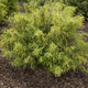 Simegarden Fargesia robusta