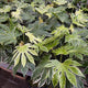 Simegarden Fatsia japonica Spiderweb 17 cm
