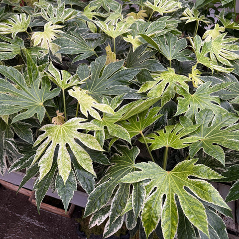 Simegarden Fatsia japonica Spiderweb 17 cm