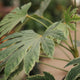 Simegarden Fatsia japonica Spiderweb