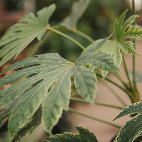 Simegarden Fatsia japonica Spiderweb