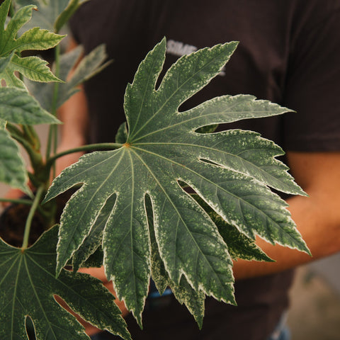 Simegarden Fatsia japonica Spiderweb