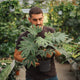 Simegarden Fatsia japonica Spiderweb