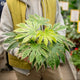 Simegarden Fatsia japonica variegata 17 cm
