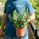 Simegarden Feijoa sellowiana 17 cm