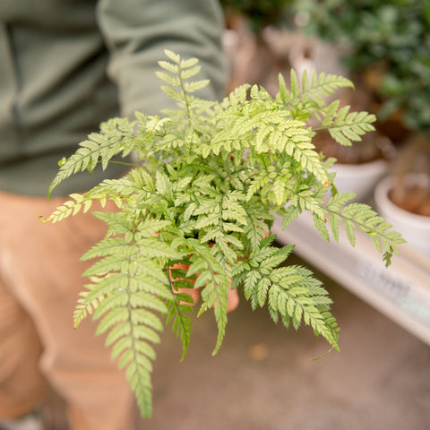 Simegarden Felce Athyrium