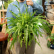 Simegarden Felce di Boston 19 cm