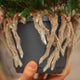 Simegarden Felce ragno