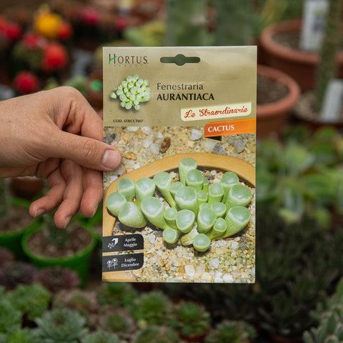 Simegarden Fenestraria aurantiaca Semi