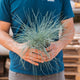 Simegarden Festuca glauca 10.5 cm