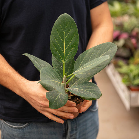 Simegarden Ficus audrey 12 cm