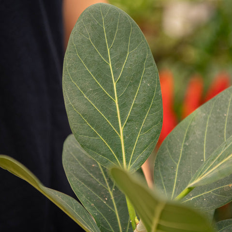 Simegarden Ficus audrey 12 cm