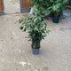Simegarden Ficus benjamin Danielle 17 cm