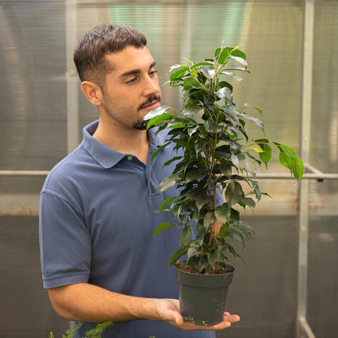 Simegarden Ficus benjamin Danielle