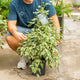 Simegarden Ficus benjamin variegato 19 cm