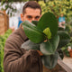 Simegarden Ficus elastica 17 cm - > 50 cm