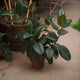 Simegarden Ficus elastica