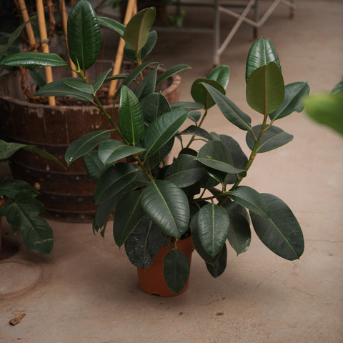 Simegarden Ficus elastica