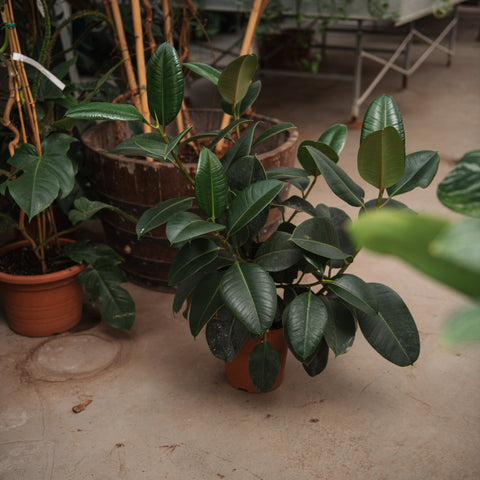 Simegarden Ficus elastica