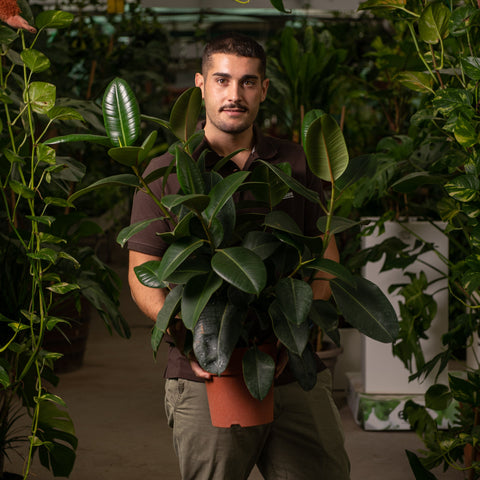 Simegarden Ficus elastica