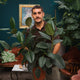 Simegarden Ficus elastica