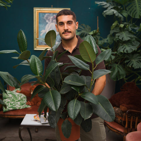 Simegarden Ficus elastica