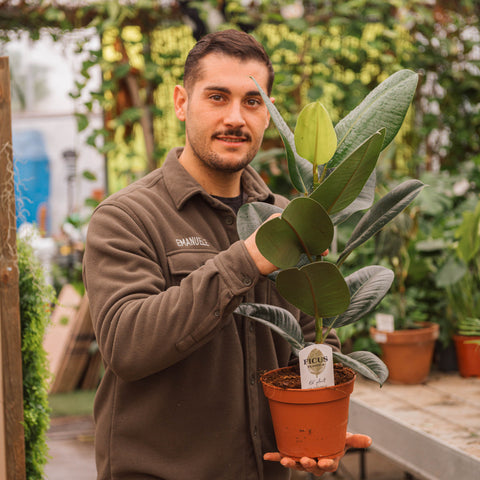 Simegarden Ficus elastica