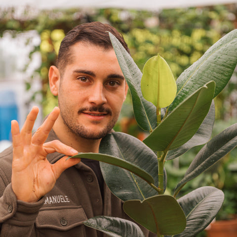 Simegarden Ficus elastica