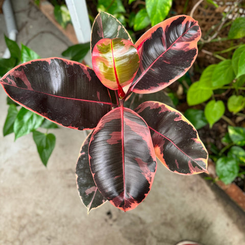 Simegarden Ficus elastica Belize 17 cm