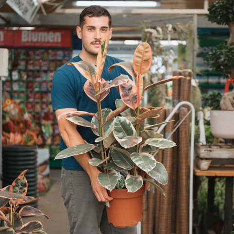 Simegarden Ficus elastica Belize 24 cm