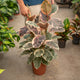 Simegarden Ficus elastica Belize 24 cm