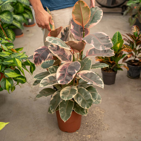 Simegarden Ficus elastica Belize 24 cm