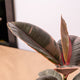 Simegarden Ficus elastica Belize