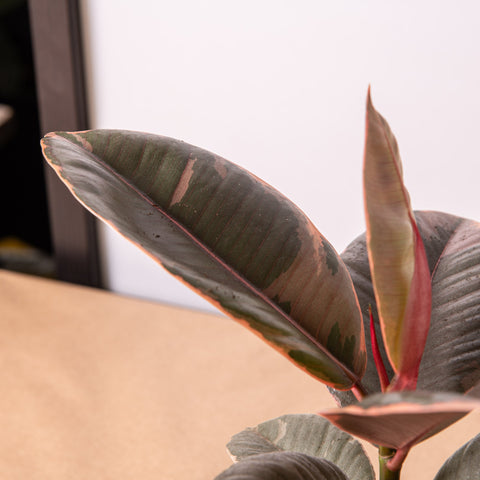 Simegarden Ficus elastica Belize
