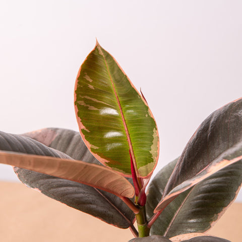 Simegarden Ficus elastica Belize