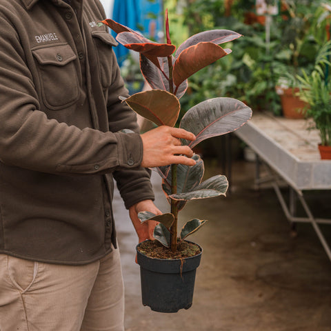 Simegarden Ficus elastica Belize
