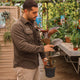 Simegarden Ficus elastica Belize
