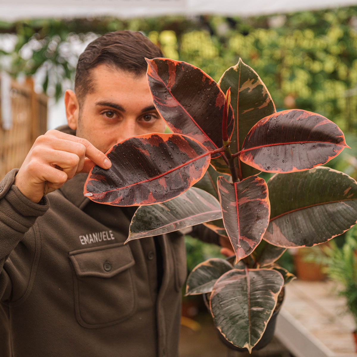Ficus elastica Belize – Simegarden