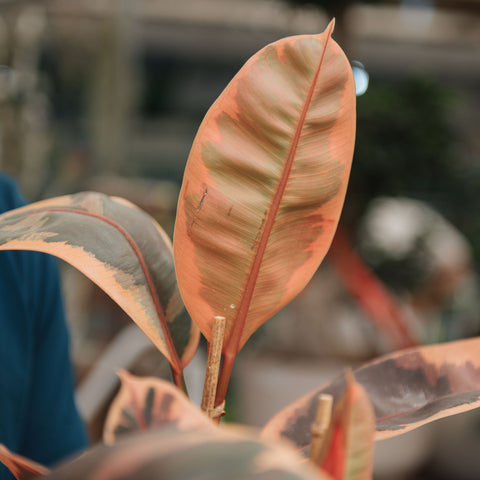 Simegarden Ficus elastica Belize
