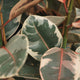 Simegarden Ficus elastica Belize